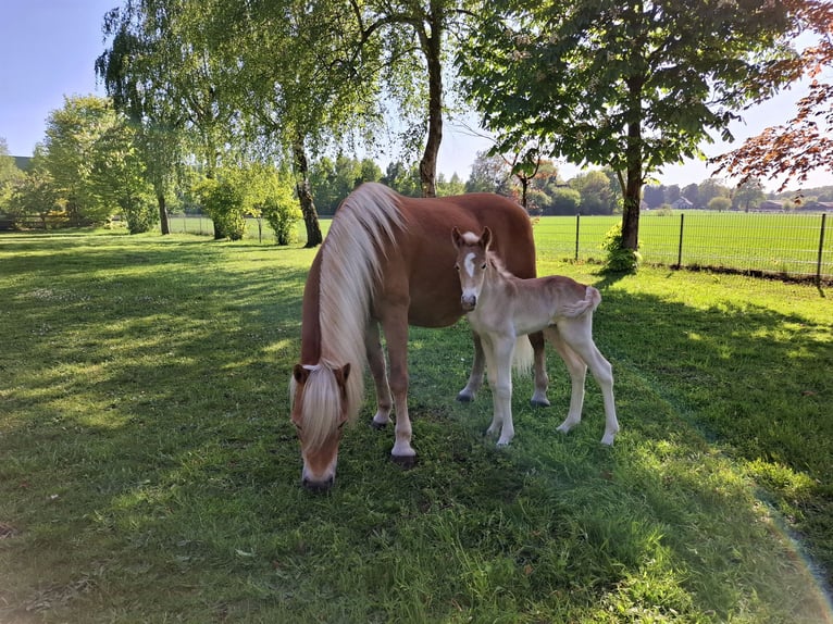 Haflinger Hengst Fohlen (04/2025) 155 cm Fuchs in Delbr&#xFC;ck