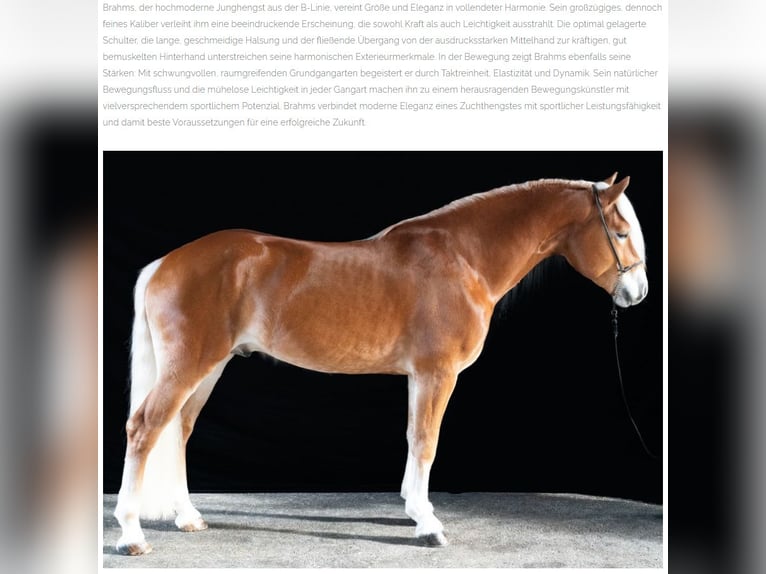 Haflinger Hengst  155 cm Fuchs in Kolsassberg