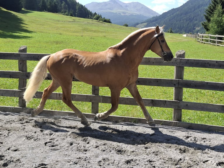 Haflinger Hengst Fohlen (03/2026) 155 cm Fuchs in Nauders