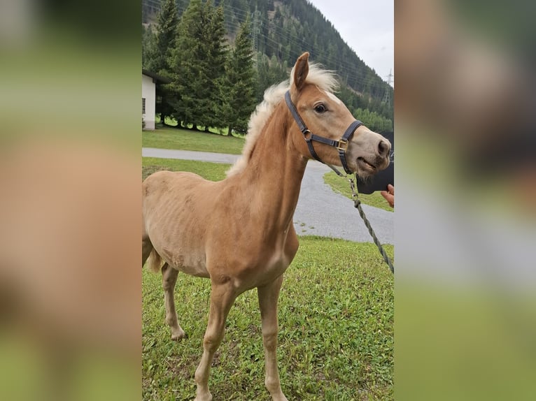 Haflinger Hengst Fohlen (03/2026) 155 cm Fuchs in Nauders