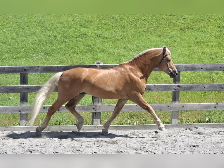Haflinger Hengst Fohlen (03/2026) 155 cm Fuchs in Nauders