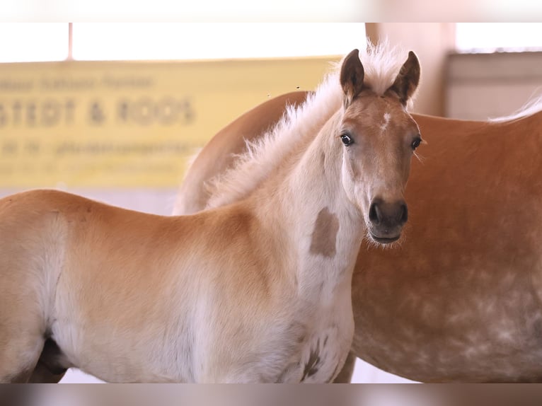 Haflinger Hengst  155 cm Fuchs in Oberkr&#xE4;mer