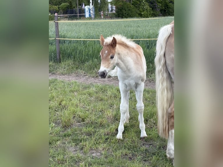 Haflinger Hengst  155 cm Fuchs in Oberkrämer
