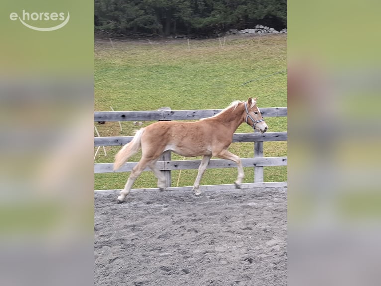 Haflinger Hengst Fohlen (03/2026) 155 cm Fuchs in Nauders