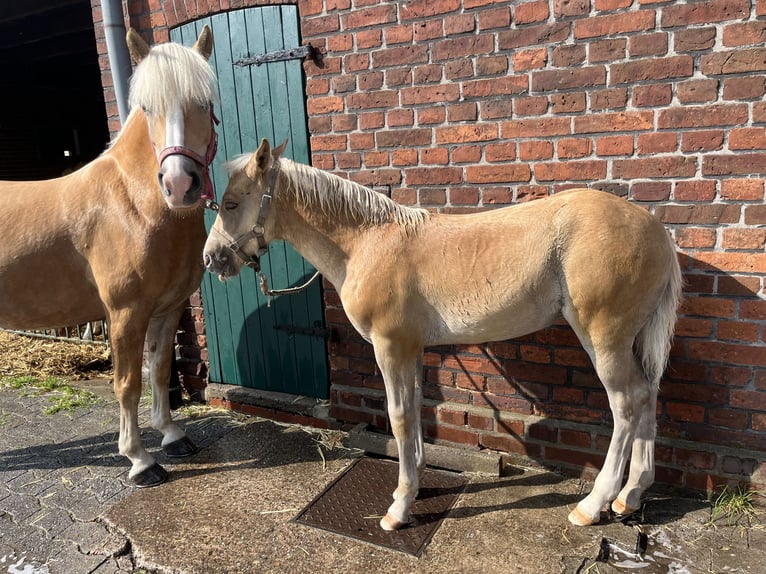 Haflinger Hengst  155 cm Palomino in Halle