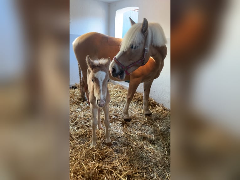 Haflinger Hengst  155 cm Palomino in Halle