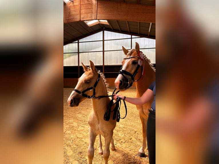 Haflinger Hengst  155 cm Palomino in Halle