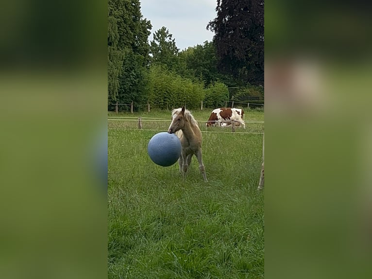 Haflinger Hengst  155 cm Palomino in Halle