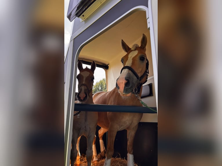 Haflinger Hengst  155 cm Palomino in Halle
