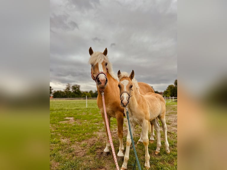 Haflinger Hengst  155 cm Palomino in Halle