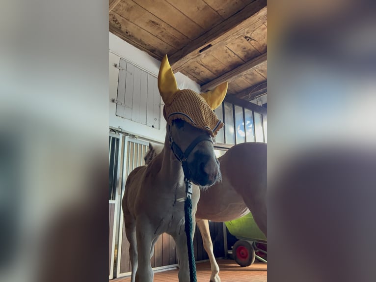 Haflinger Hengst  155 cm Palomino in Halle