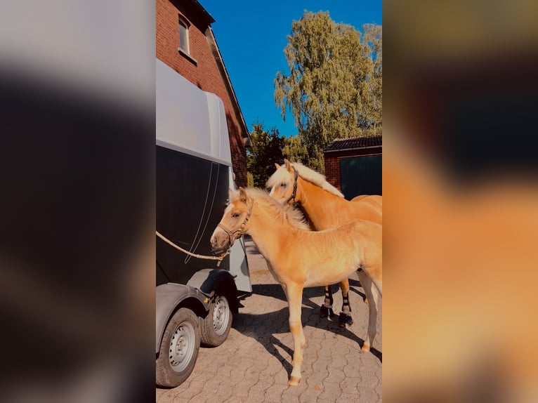 Haflinger Hengst  155 cm Palomino in Halle