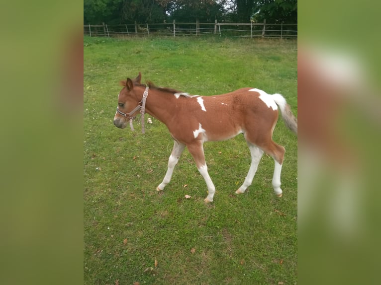 Haflinger Mix Hengst Fohlen (06/2025) 155 cm Schecke in Hamm