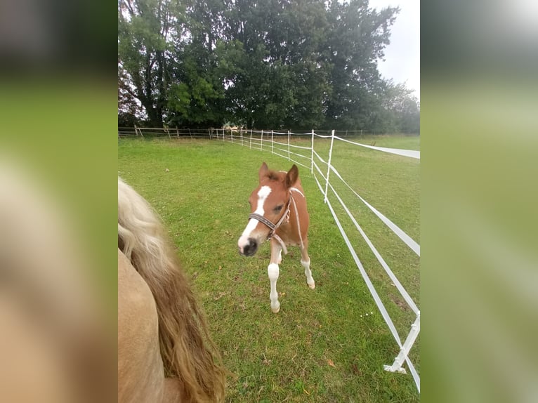 Haflinger Mix Hengst Fohlen (06/2025) 155 cm Schecke in Hamm
