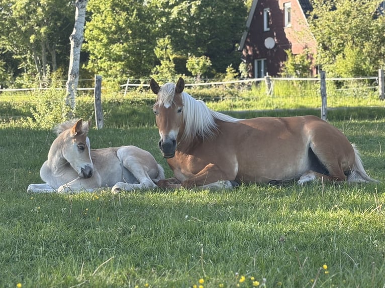 Haflinger Hengst  156 cm Fuchs in Ihlow