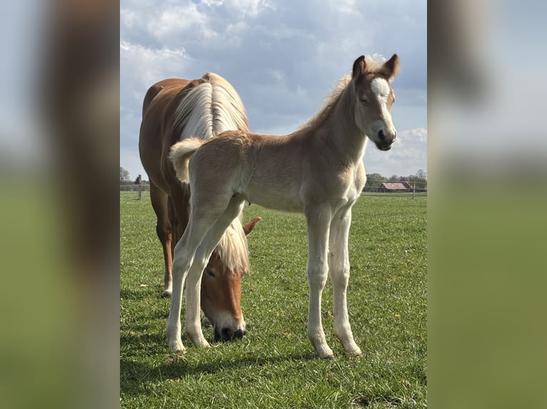 Haflinger Hengst  156 cm Fuchs in Ihlow
