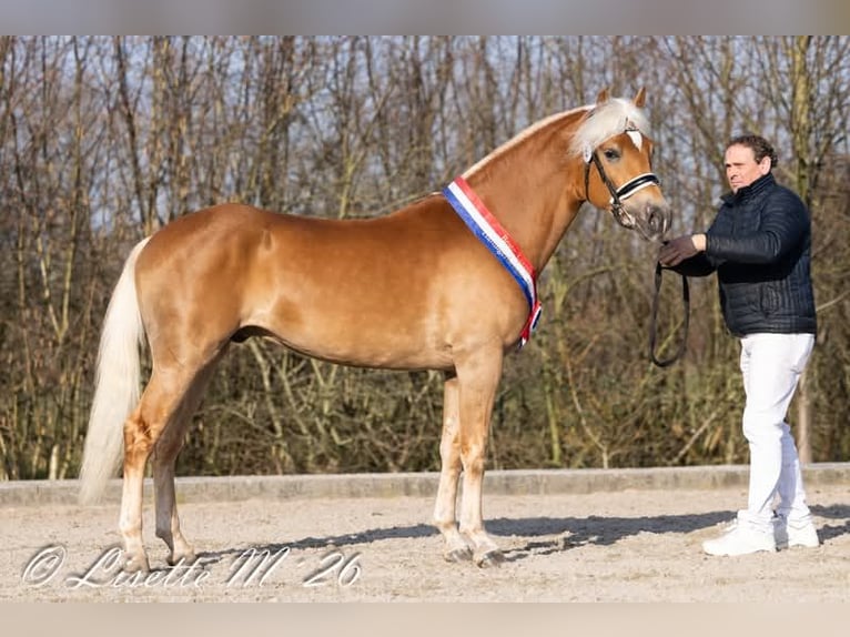 Haflinger Hengst Fohlen (04/2026)  in Halle