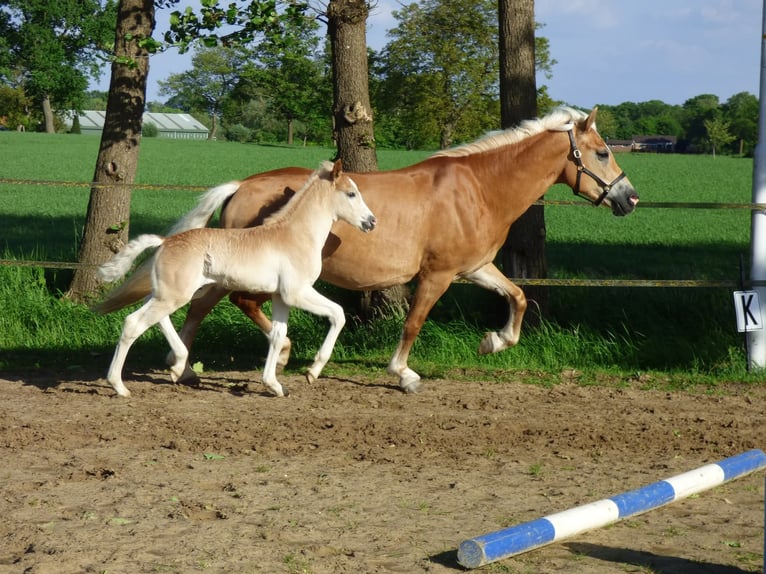 Haflinger Hengst Fohlen (04/2026)  in Halle