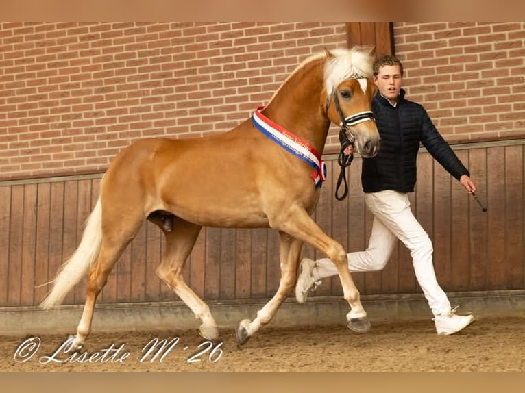 Haflinger Hengst Fohlen (04/2026)  in Halle