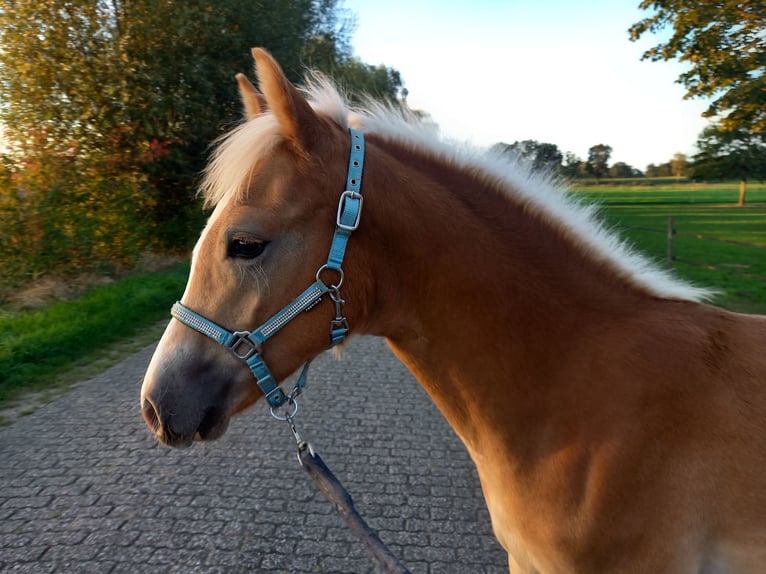 Haflinger Hengst Fohlen (04/2026)  in Halle