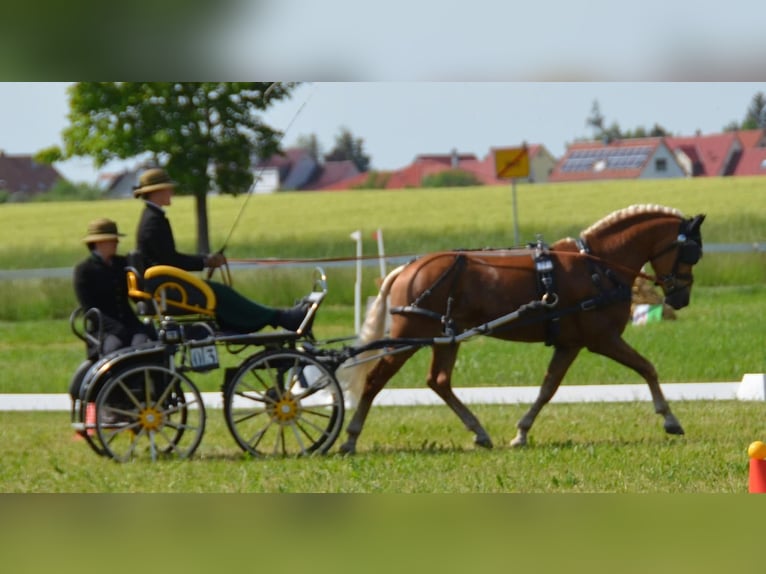 Haflinger Hengst Fohlen (04/2026)  in Den Ham