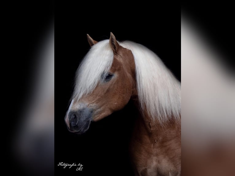 Haflinger Hengst Fohlen (04/2026)  in Den Ham