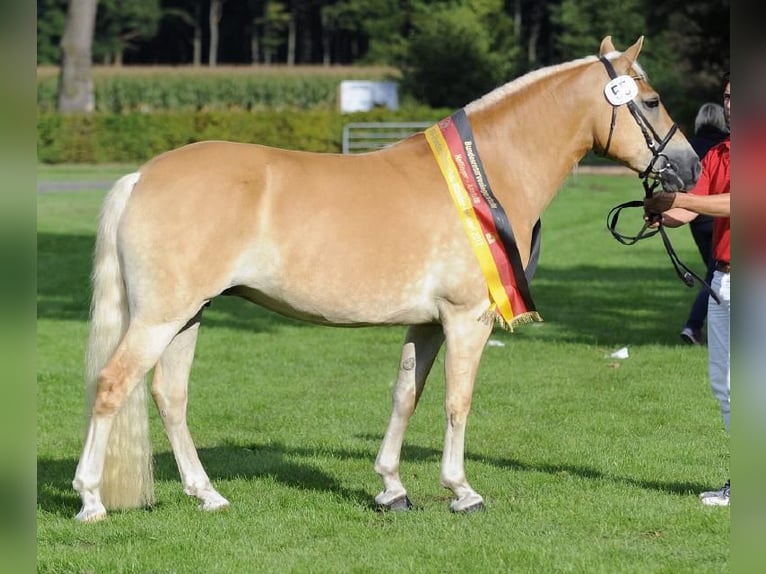 Haflinger Hengst Fohlen (04/2026)  in Den Ham