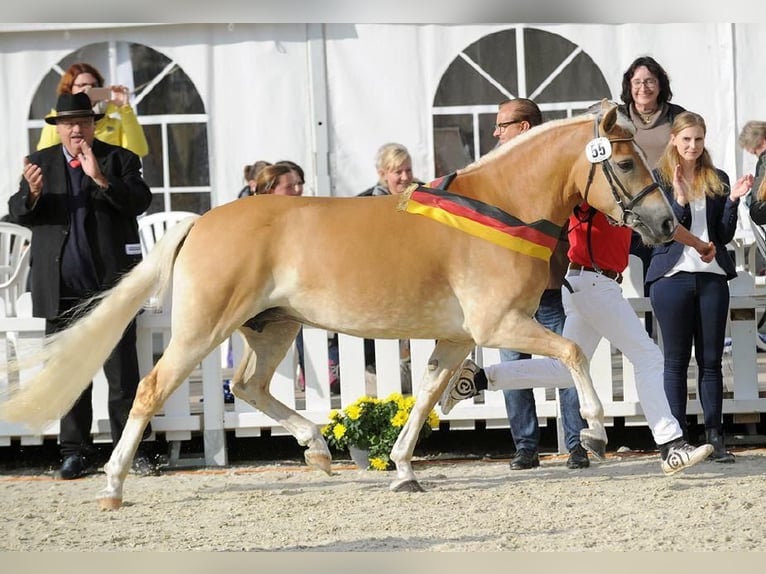 Haflinger Hengst Fohlen (04/2026)  in Den Ham