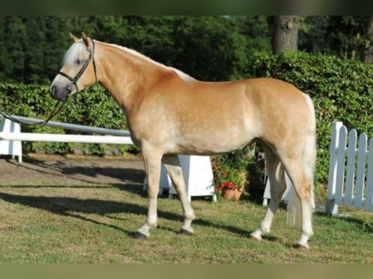 Haflinger Hengst Fohlen (04/2026)  in Den Ham