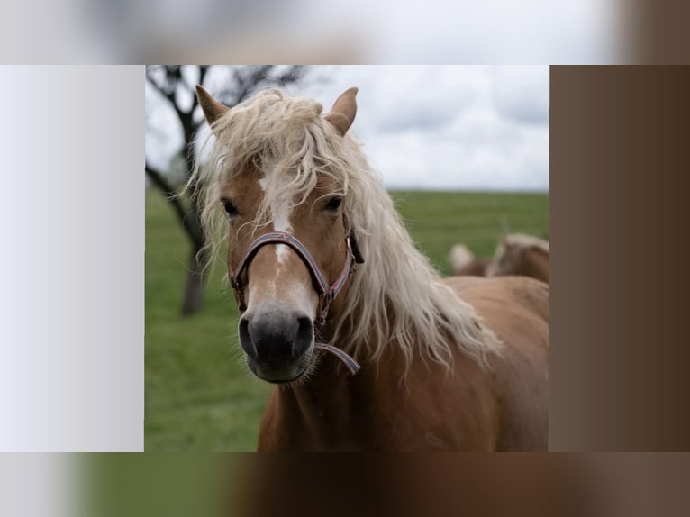 Haflinger Hengst  Dunkelfuchs in Postojna