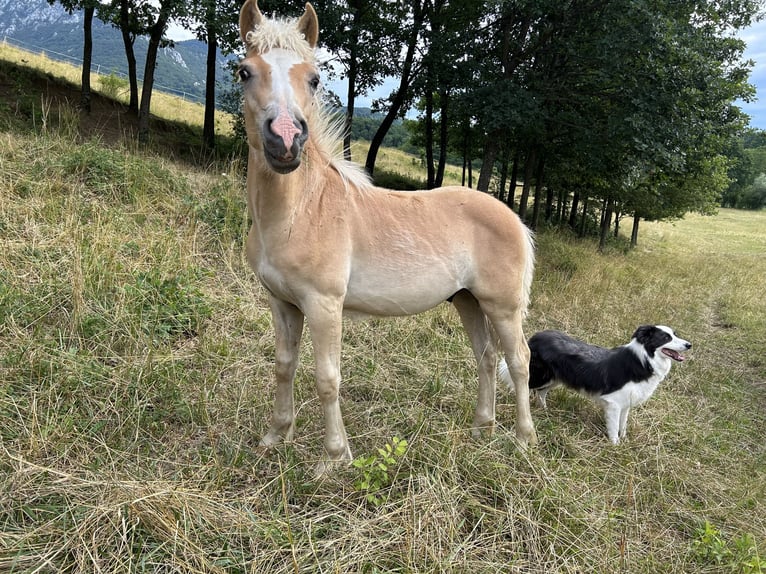 Haflinger Hengst  Dunkelfuchs in Postojna