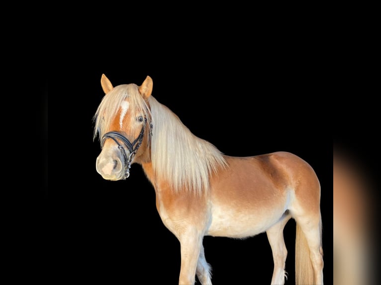 Haflinger Hengst  Dunkelfuchs in Postojna