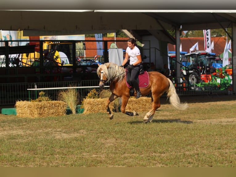 Haflinger Hengst  Dunkelfuchs in Postojna