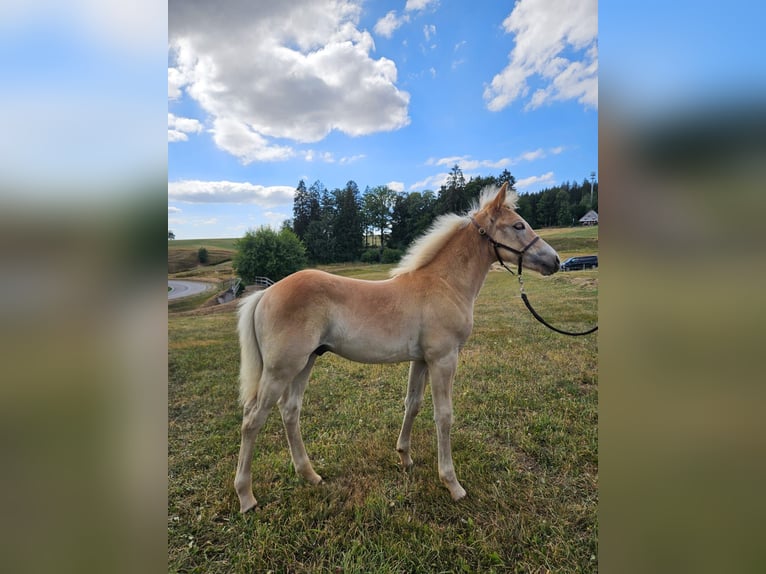 Haflinger Hengst Fohlen (05/2026)  in Horben