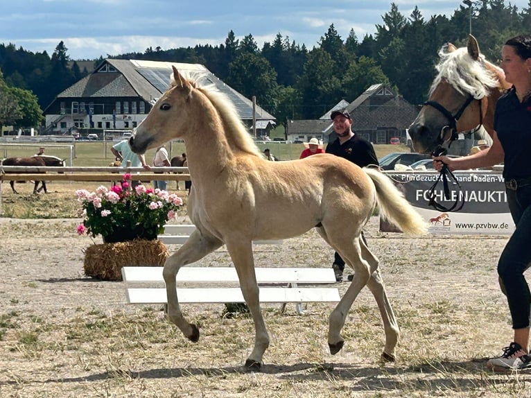 Haflinger Hengst Fohlen (05/2026)  in Horben