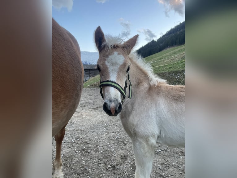 Haflinger Hengst Fohlen (03/2026)  in Bad Hofgastein