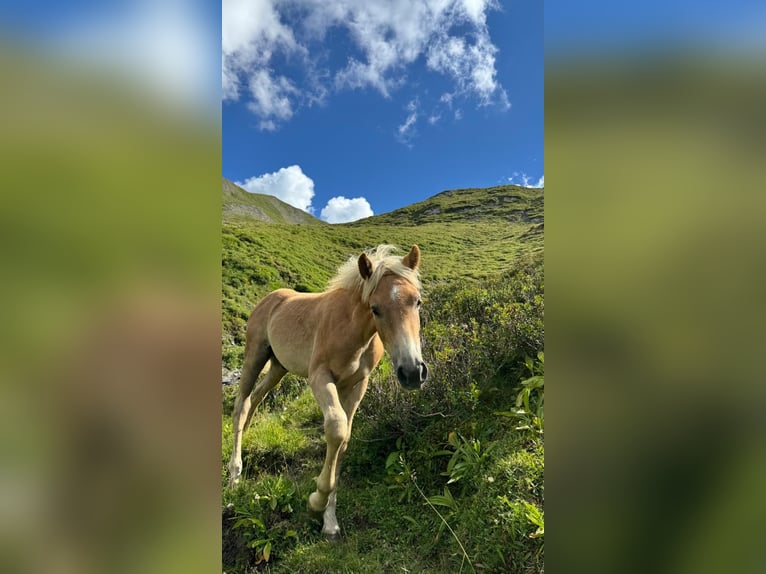 Haflinger Hengst Fohlen (03/2026)  in Gschnitz