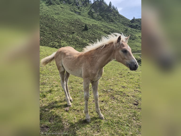 Haflinger Hengst Fohlen (03/2026)  in Gschnitz