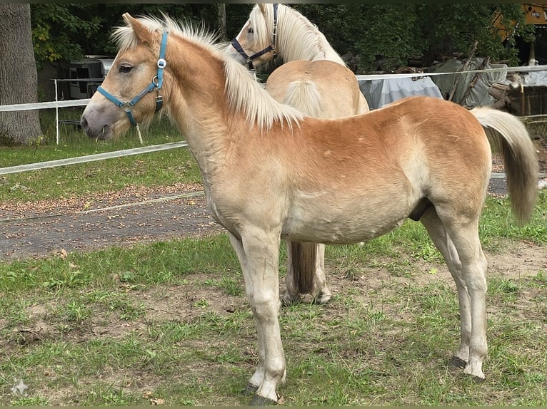 Haflinger Hengst Fohlen (03/2024) in Hagenow