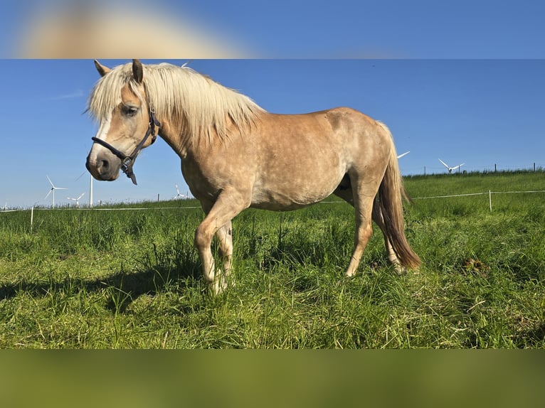 Haflinger Hengst Fohlen (03/2024) in Hagenow