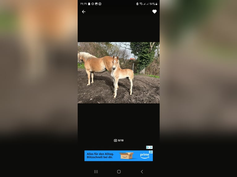 Haflinger Hengst Fohlen (03/2024) in Hagenow