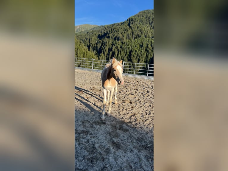 Haflinger Hengst Fohlen (03/2025) in Navis