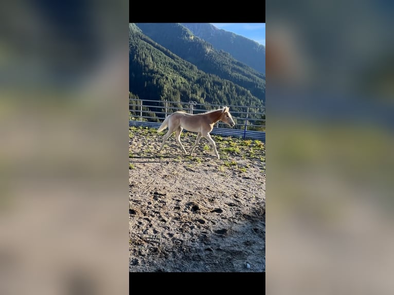 Haflinger Hengst Fohlen (03/2025) in Navis