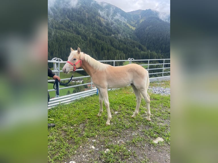 Haflinger Hengst Fohlen (03/2025) in Navis