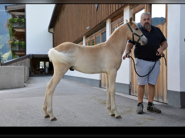 Haflinger Hengst Fohlen (05/2025) in Ramsau im Zillertal