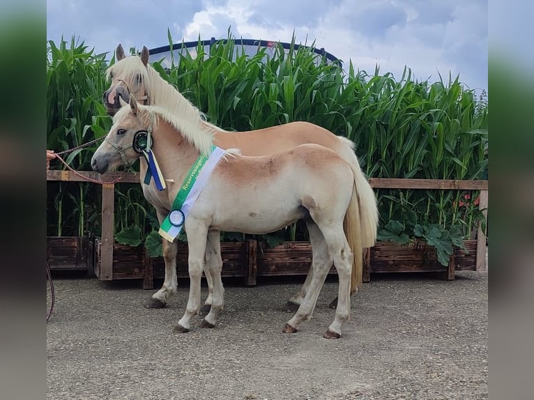 Haflinger Hengst Fohlen (02/2025) in Reken