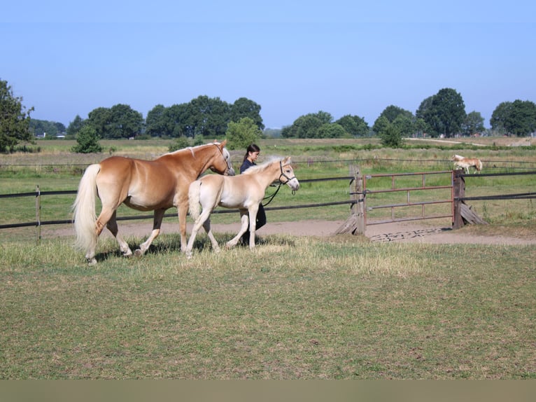 Haflinger Hengst Fohlen (02/2026)  in Arcen