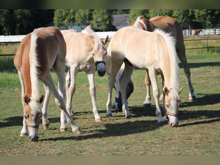 Haflinger Hengst Fohlen (02/2026)  in Arcen