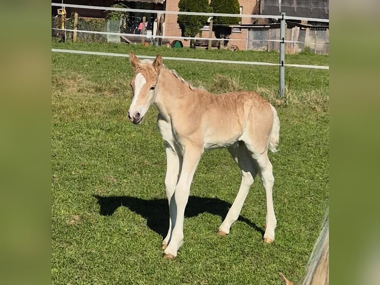 Haflinger Hengst  Fuchs in Borchen