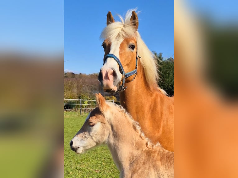 Haflinger Hengst  Fuchs in Borchen
